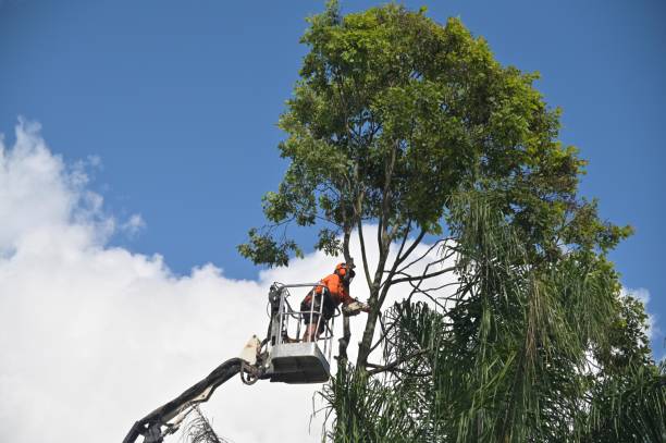 Best Hazardous Tree Removal  in USA